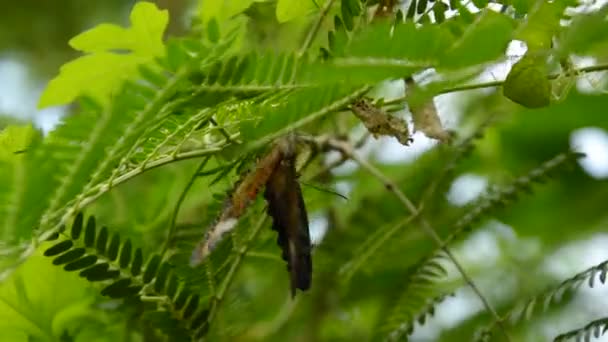 Mariposa Cría Bajo Rama Jardín — Vídeo de stock