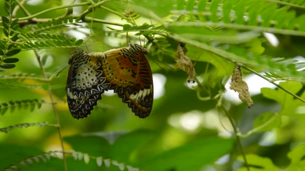 Πεταλούδα Αναπαραγωγής Υπό Υποκατάστημα Στον Κήπο — Αρχείο Βίντεο