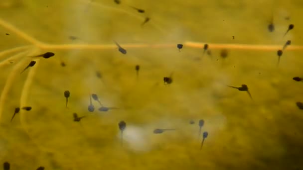 Kurbağa Yavrularını Yüzme Dalış Havuzu Içinde Bahçe Üzerinde — Stok video