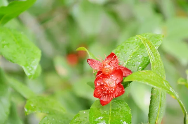 Micky fleur de souris rouge avec une goutte d'eau qui fleurit sur la branche dans le jardin — Photo