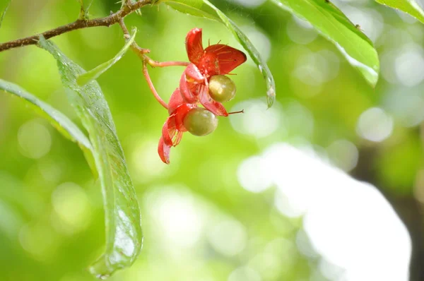 Micky Fleur Souris Rouge Avec Une Goutte Eau Qui Fleurit — Photo