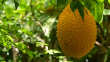 Bebek jack-meyve dikenli bitter kabak arka bahçede asılı