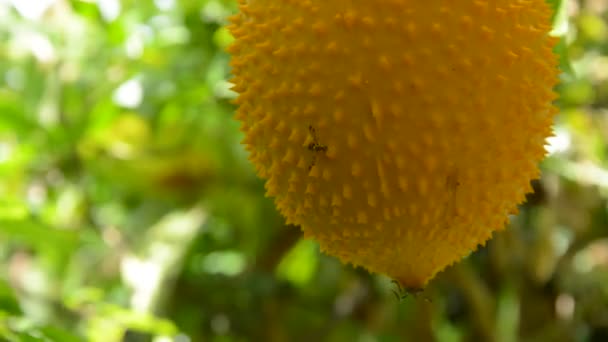 Hornet Memanjat Pada Jack Fruit Spiny Gourd Pahit Tergantung Taman — Stok Video