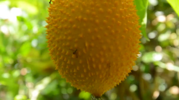 Escalade Frelons Sur Gourde Amère Épineuse Jack Fruit Suspendue Dans — Video