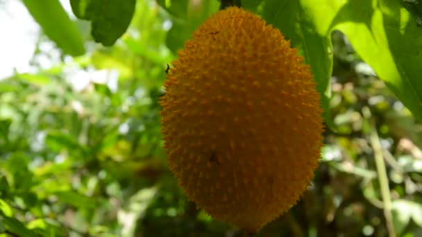 Bebê Jack Frutas Espinhoso Cabaço Amargo Pendurado Jardim Quintal — Vídeo de Stock