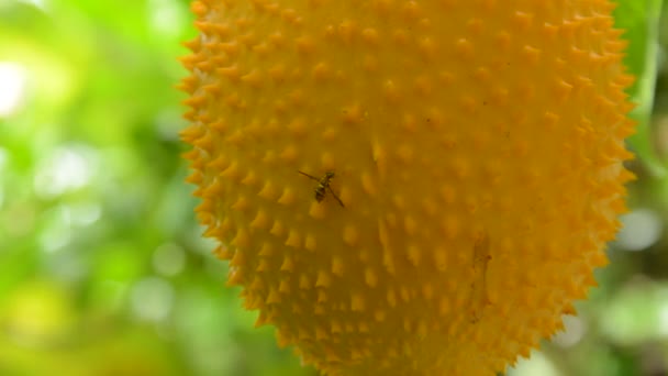 大黄蜂爬上南瓜果刺苦瓜挂在后院花园 — 图库视频影像