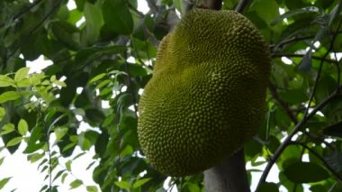 jack meyve asılı büyüyen çiftlik ağaç dalına fron