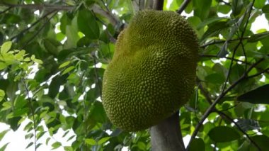 jack meyve asılı büyüyen çiftlik ağaç dalına fron