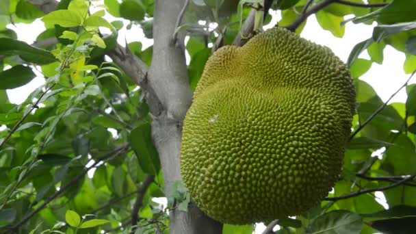 Jack Frutas Crescendo Pendurado Fron Ramo Árvore Fazenda — Vídeo de Stock