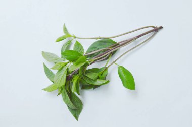 taze fesleğen yaprağı tropikal bitki ve gıda madde beyaz arka plan üzerinde