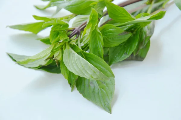 Свіжий листя базиліка тропічна трава та харчовий інгредієнт на білому тлі — стокове фото