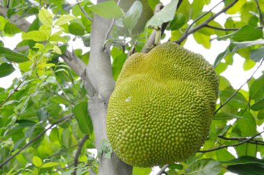  Çiftlikteki ağaçtan sarkan meyveler.