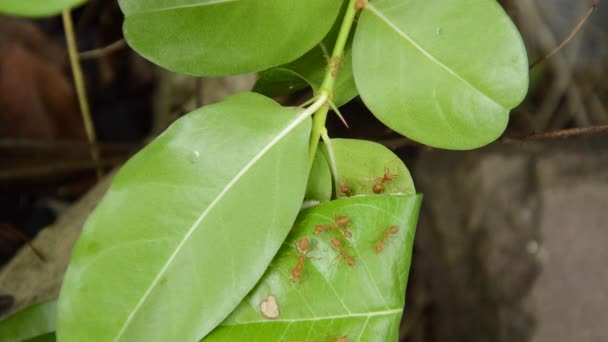 Κόκκινο Μυρμήγκι Προστασία Και Αναρρίχηση Φωλιά Φύλλα Στον Κήπο — Αρχείο Βίντεο