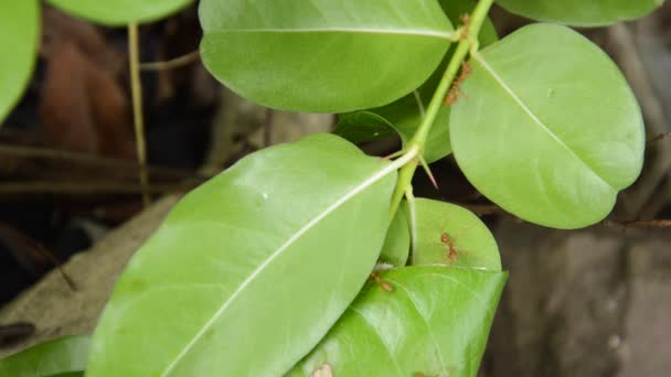 Red Ant Protect Climbing Nest Leaf Garden — Stock Video