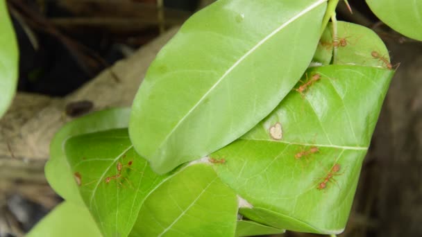 红色蚂蚁在花园里保护和攀登巢叶 — 图库视频影像