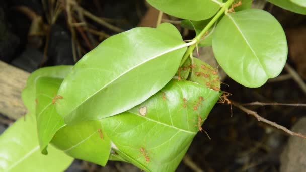 红色蚂蚁在花园里保护和攀登巢叶 — 图库视频影像