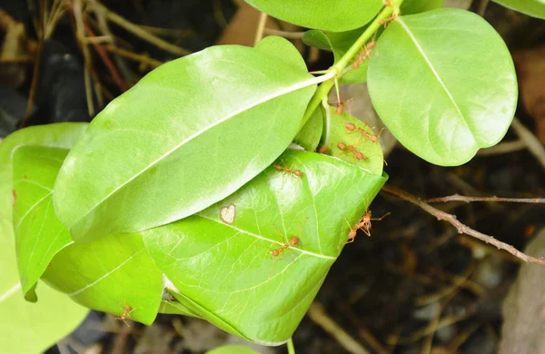 Hormiga roja proteger y escalar en la hoja del nido en el jardín —  Fotos de Stock