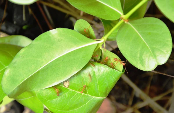 Red ant protect and climbing on nest leaf in garden — Stock Photo, Image