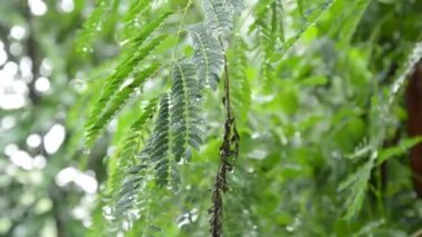 sert yağmur yaprak bahçesinde düşüyor