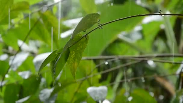 Pluie Dure Tombant Sur Les Feuilles Dans Jardin — Video