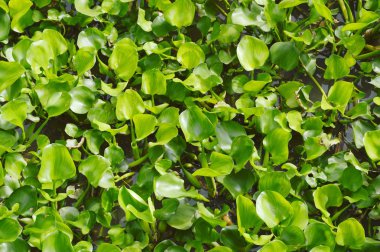  su sümbül nehirde yüzen ve sorun tekne barikat için yapmak