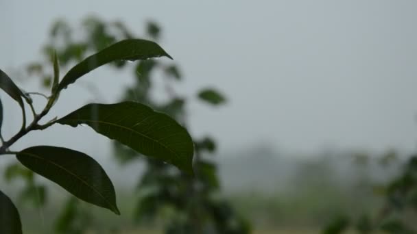 Жесткий Дождь Падает Листья Саду — стоковое видео