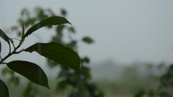 Pluie Dure Tombant Sur Les Feuilles Dans Jardin — Video