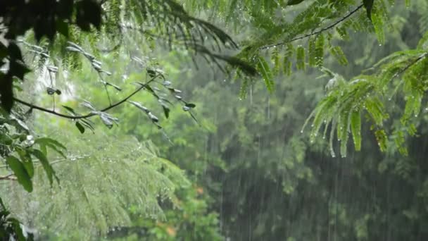 大雨落在花园的树上 — 图库视频影像