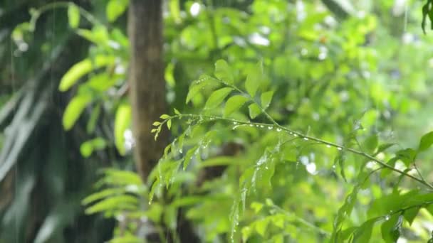 Σκληρό Βροχή Πέφτουν Στο Πορτοκαλί Φύλλα Γιασεμί Στον Κήπο — Αρχείο Βίντεο