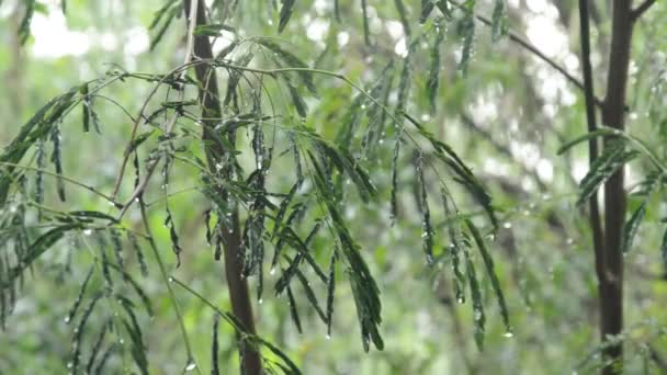 雨落在花园的叶子上 — 图库视频影像