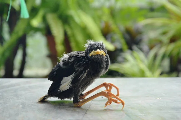 Baby szpaków ptak spada z gniazda na podłodze płytki — Zdjęcie stockowe