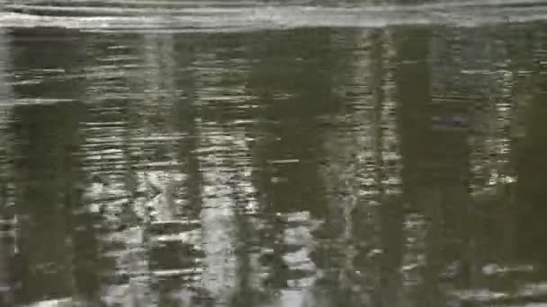 Вода Течет Реке Сезон Дождей — стоковое видео