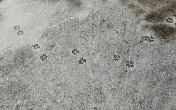dog footprint messy on cement ground in park