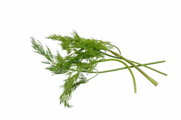 Fresh Dill Parsley Tropical Herb White Background — Stock Photo, Image