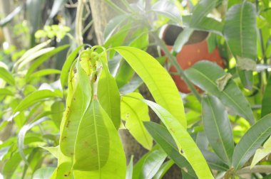  Kırmızı karınca yuvası mango yaprak bahçesinde üzerinde tırmanma