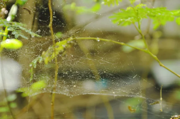 Goccia d'acqua sulla rete ragno in giardino — Foto Stock