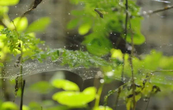 Goccia d'acqua sulla rete ragno in giardino — Foto Stock