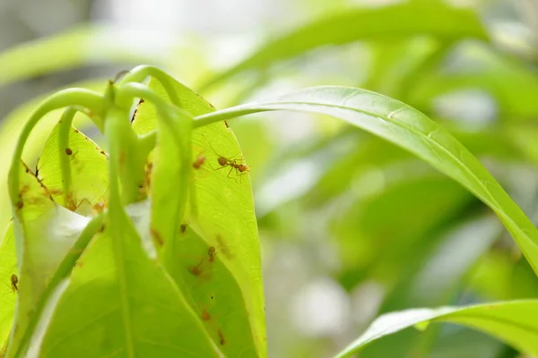 Red ant climbing on nest mango leaf in garden — Stock Photo, Image