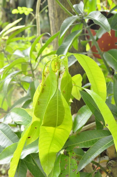 Rode mier klimmen op nest mango blad in tuin — Stockfoto