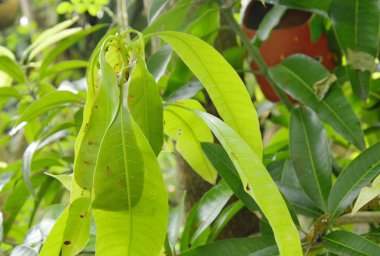  Kırmızı karınca yuvası mango yaprak bahçesinde üzerinde tırmanma