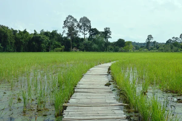 Curva puente de bambú en el arrozal en el campo de Tailandia —  Fotos de Stock