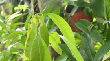 Kırmızı karınca yuvası mango yaprak bahçesinde üzerinde tırmanma