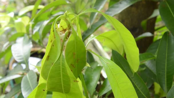 Hormiga Roja Trepando Nido Hoja Mango Jardín — Vídeos de Stock