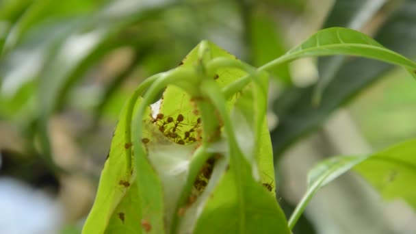 Rote Ameise Klettert Auf Nest Mango Blatt Garten — Stockvideo