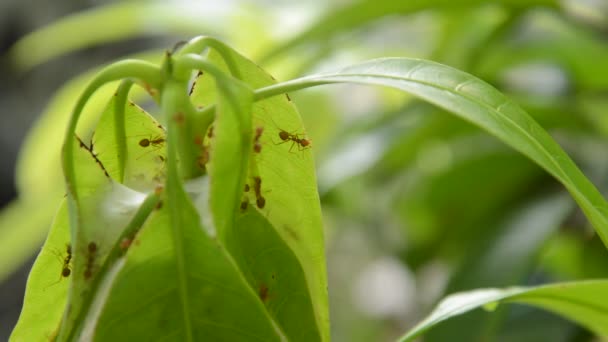 Hormiga Roja Trepando Nido Hoja Mango Jardín — Vídeo de stock