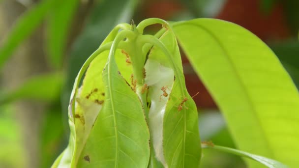 Hormiga Roja Trepando Nido Hoja Mango Jardín — Vídeo de stock