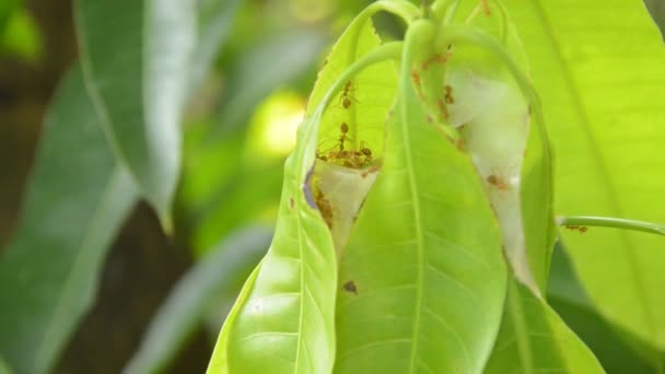 Hormiga Roja Trepando Nido Hoja Mango Jardín — Vídeo de stock