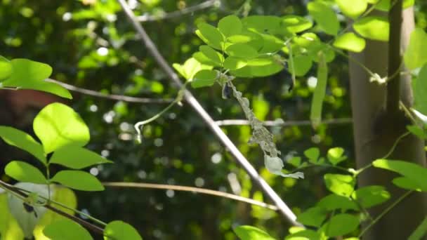 Serpente Pelle Slough Albero Piselli Farfalla Giardino Cortile — Video Stock