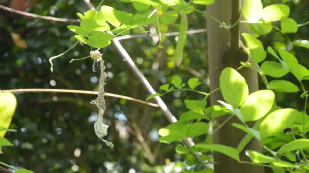 Hadí Kůže Slough Butterfly Pea Strom Zahradě — Stock video