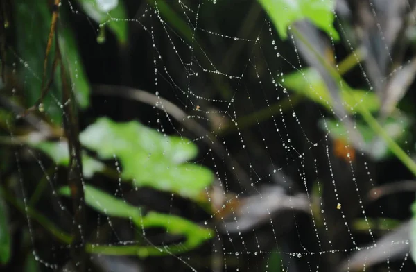 Kapka vody na pavoučí síť v lese — Stock fotografie
